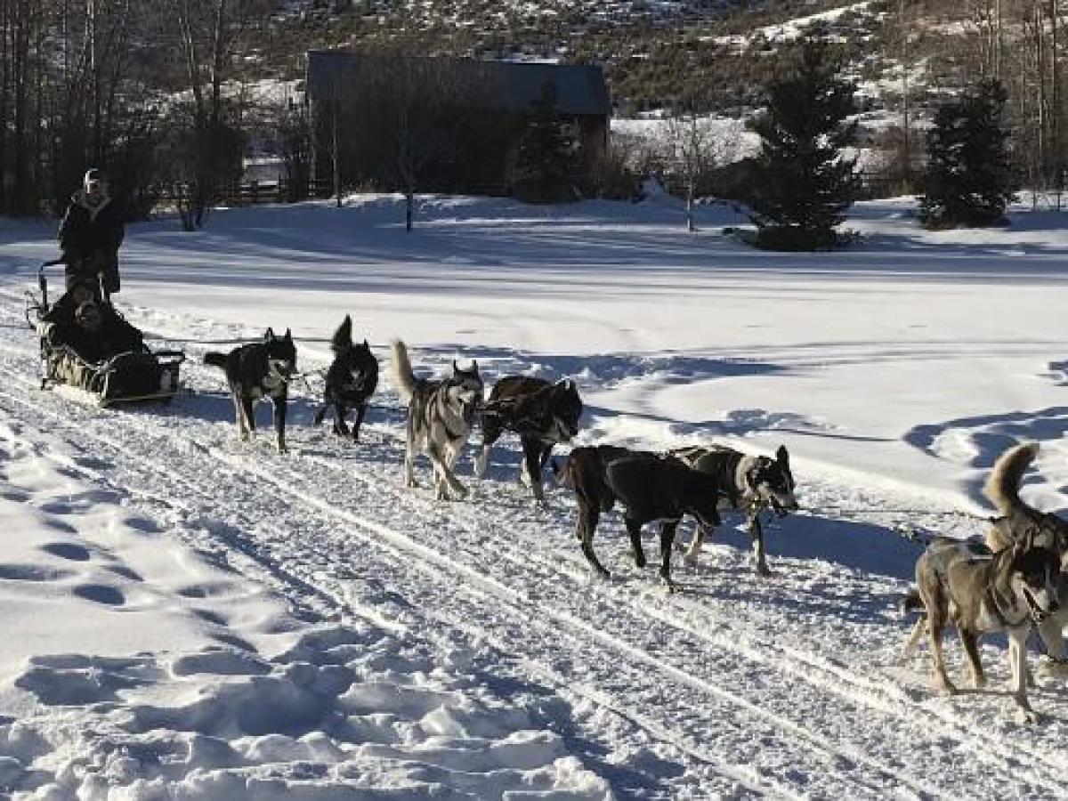 a dog walking in the snow