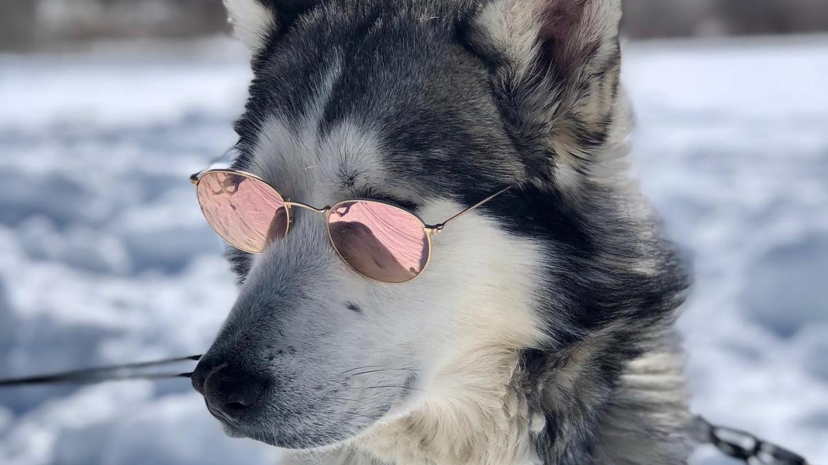 NorthForty13 a dog sitting in the snow