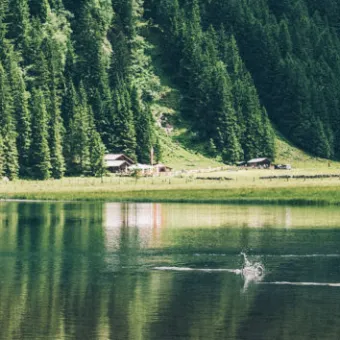 a body of water surrounded by trees