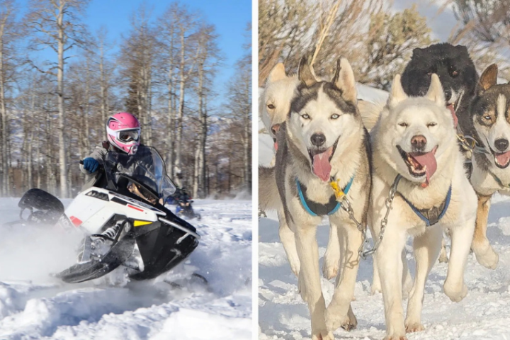 a dog sitting in the snow